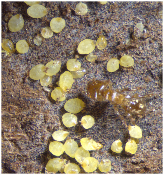Aggregation of female Morganella conspicua and a worker (2.5 mm long) of Melissotarsus emeryi.