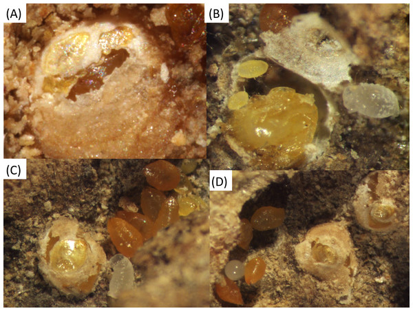 Various shields of Morganella conspicua inside ant galleries.