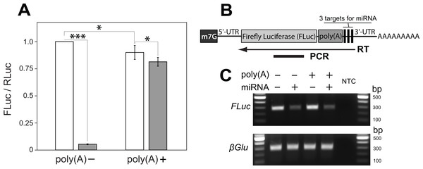 A poly(A) tract placed upstream of miRNA cleavage sites stabilizes the cut transcript.