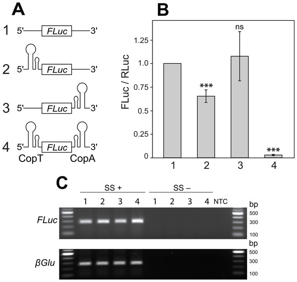 Two mRNA complementary hairpin structures (CopT and CopA) flanking a coding sequence block its translation.