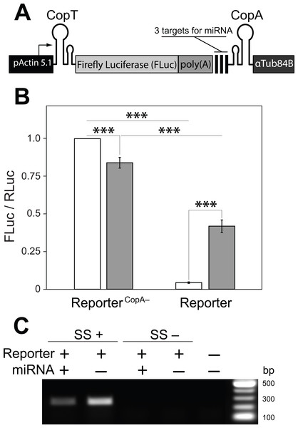 A single transcript reporter of mRNA cleavage.