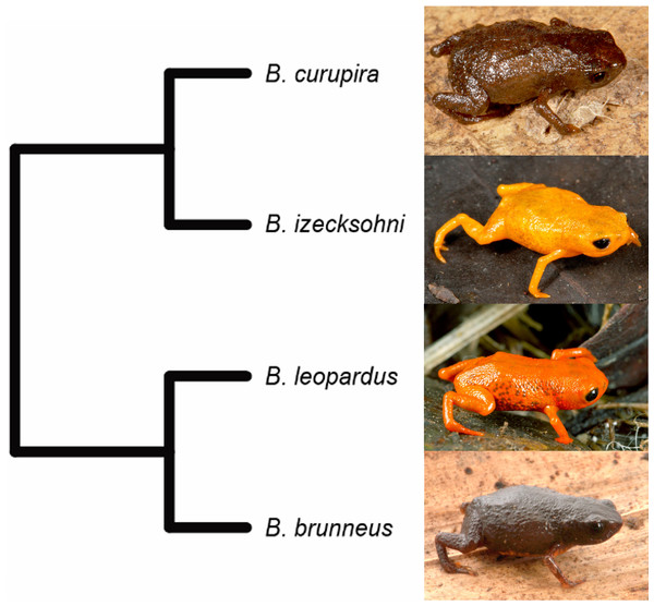 Phylogenetic relationships between Brachycephalus curupira and closely related species (modified from the phylogeny of Firkowski et al. (2016) to include only described species).