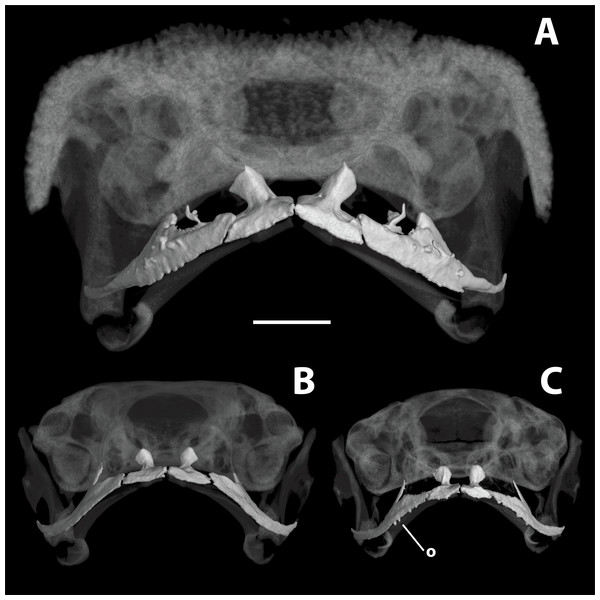 High-resolution computed tomography (CT) scans of Brachycephalus specimens in rostral view.