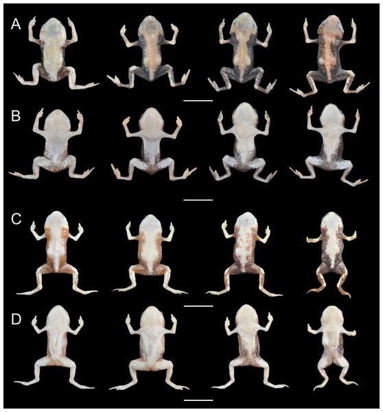 Variation in the coloration of preserved specimens of Brachycephalus coloratus and B. pernix.