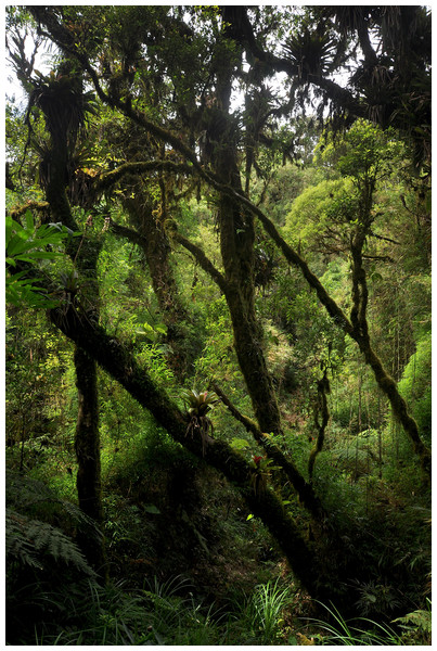 Vegetation at the type locality of Brachycephalus coloratus, at 1,144 m a.s.l. characterized by high-elevation forest (Floresta Ombrófila Altomontana).