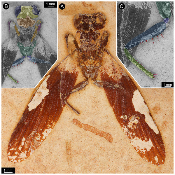 New specimen of Santanmantis axelrodi MB.I.2068.