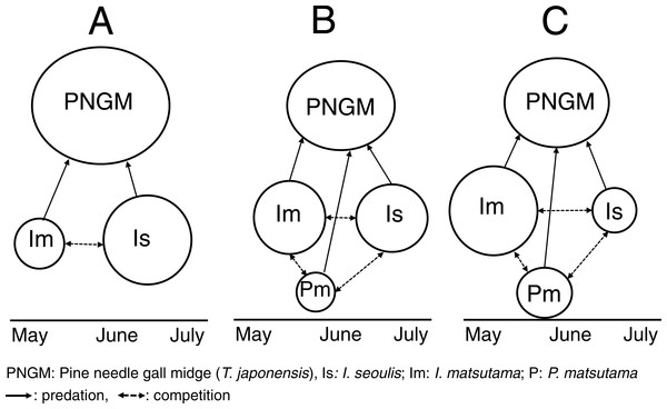 Schematic diagram for changes in the community structure of parasitoids on pine needle gall midge (PNGM) with time.