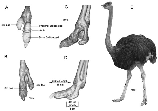 Three-dimensional reconstruction of ostrich left foot and the model ostrich for trials.