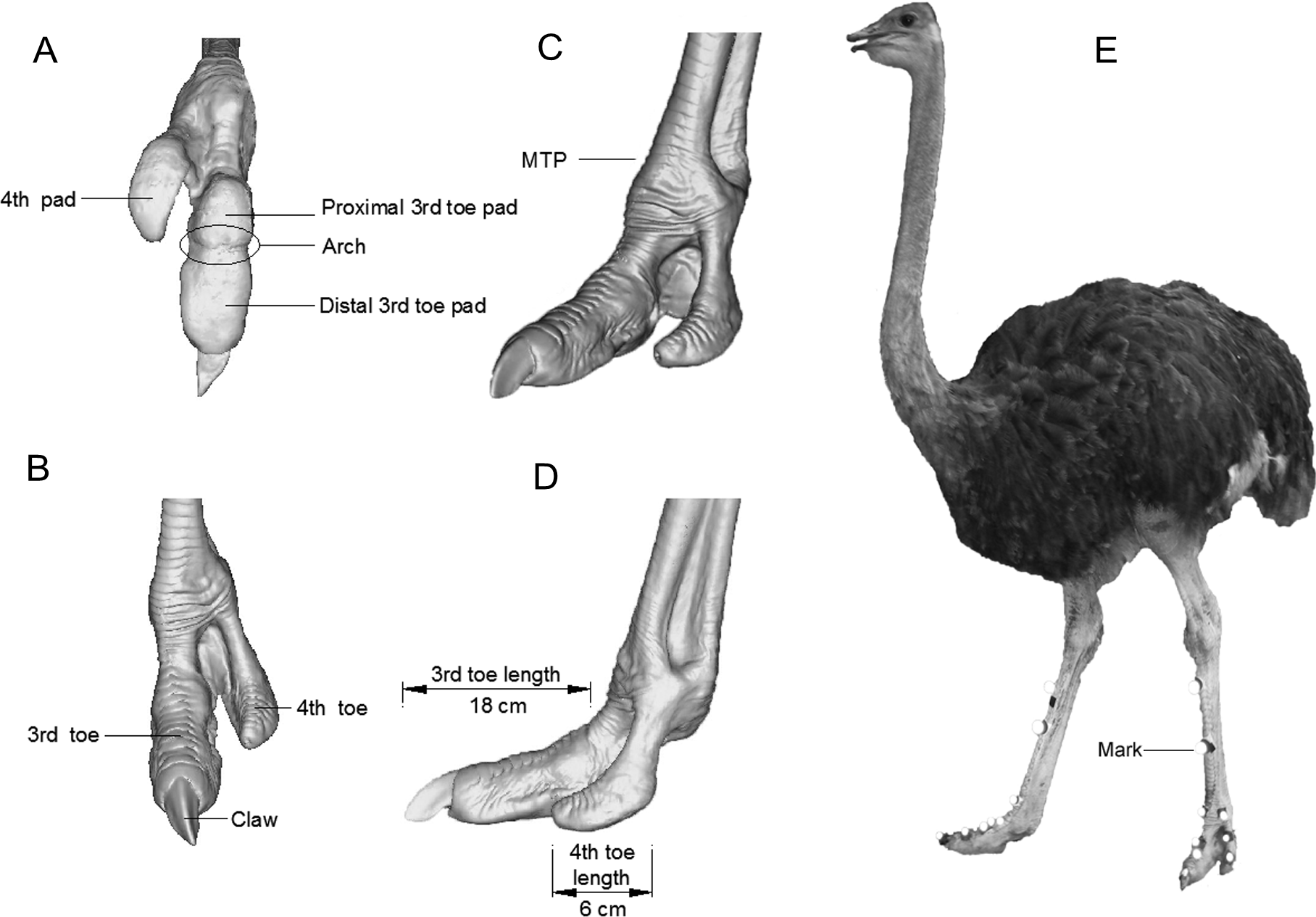 Роговые щитки у птиц. Строение скелета страуса. Внутреннее строение страуса африканского.