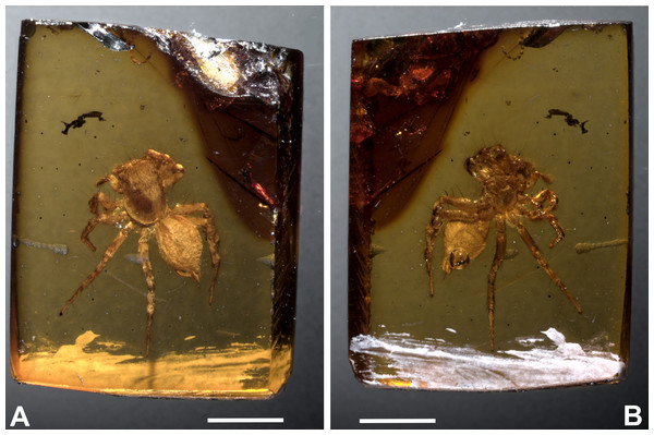 Maevia eureka nov. sp. Amber inclusion as seen in raw condition using regular light.
