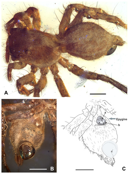 Maevia eureka nov. sp. (A) cephalothorax and abdomen in dorsal view. (B) abdomen in ventral view showing the epigyne. (C) schematic representation of the epigyne, a, copulatory opening; b, an M-shaped structure.