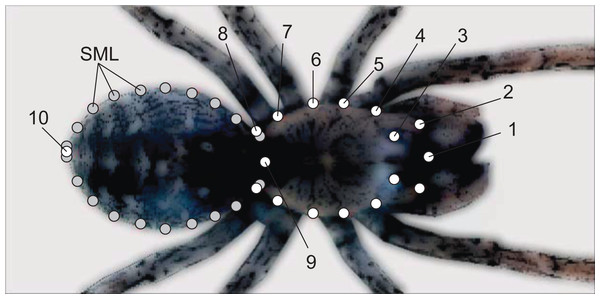 Landmarks (white) and semilandmarks (gray) exemplified on a spider picture.
