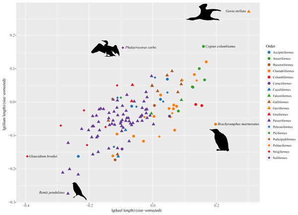 Morphospace defined by sternal keel length and ilium length showing distribution of extant birds.