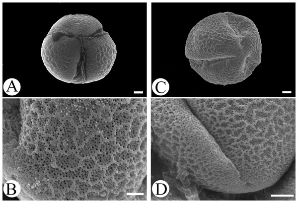 Scanning electron micrographs of pollen grains for Scutellaria wuana (A, B) and S. mairei (C, D).