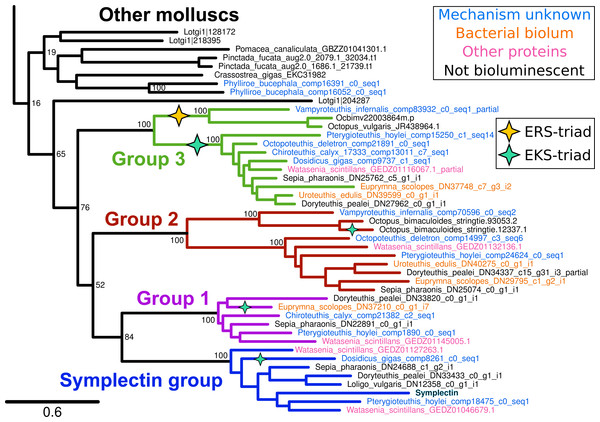 Phylogenetic tree of symplectin and homologs from other molluscs.