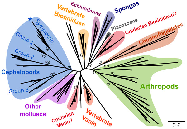 Phylogenetic tree of known symplectin and homologs from all animals.