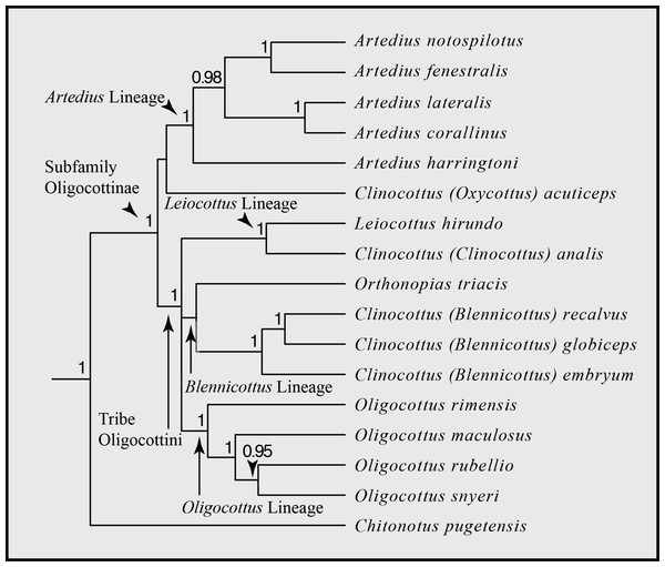 Phylogenetic hypothesis of the subfamily Oligocottinae.
