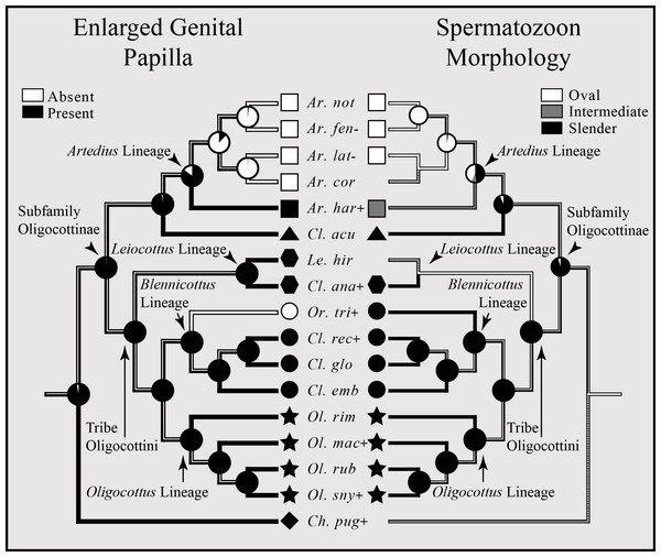 Bayesian MCC phylogeny of Oligocottinae with inferred evolutionary histories of the presence of an enlarged genital papilla and spermatozoon shape.