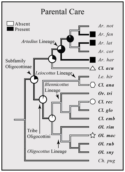 Bayesian MCC phylogeny of Oligocottinae with distribution and inferred evolutionary history of parental care.