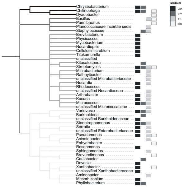 Taxonomic classification of cultivated strains from rock biofilm based on classification of 16S rRNA genes with the RDP classifier.