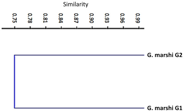 Jaccard dendrogram for measure similitude between the two groups of G. marshi.