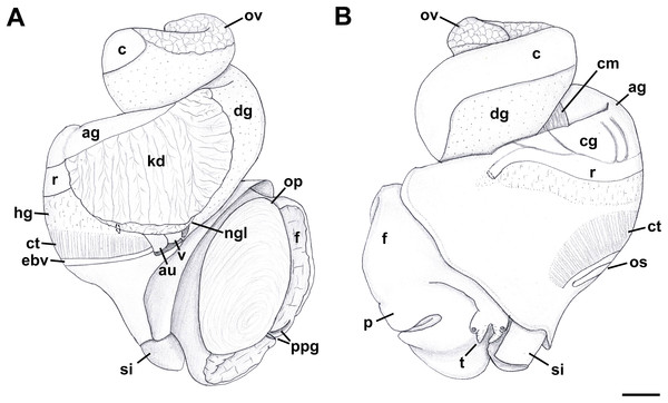 External anatomy of Nassodonta dorri.