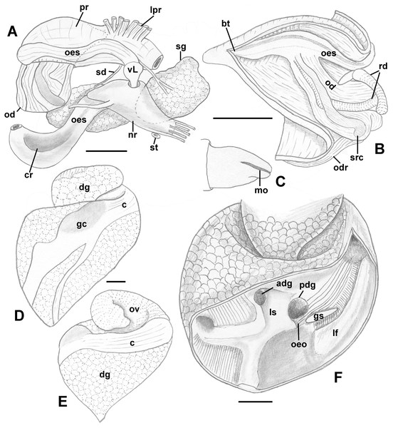 Anatomy of the digestive system of Nassodonta dorri.