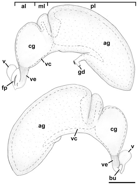 Female reproductive anatomy of Nassodonta dorri.