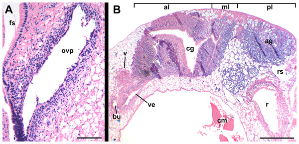 Histology of female reproductive anatomy of Nassodonta dorri.
