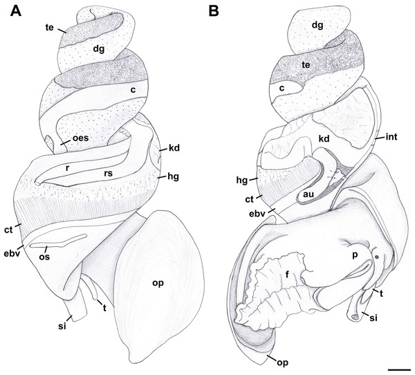 External anatomy of Anentome sp. A.