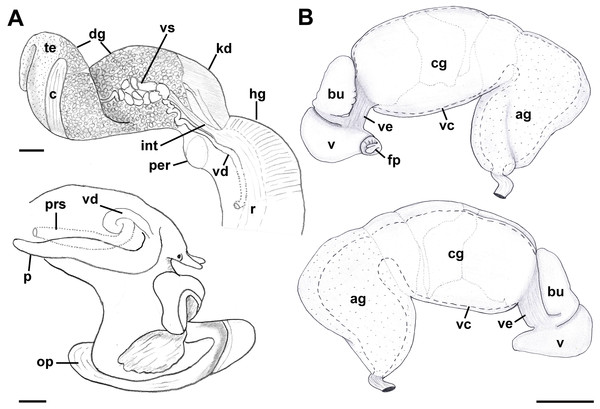 Anatomy of the reproductive system of Anentome sp. A.