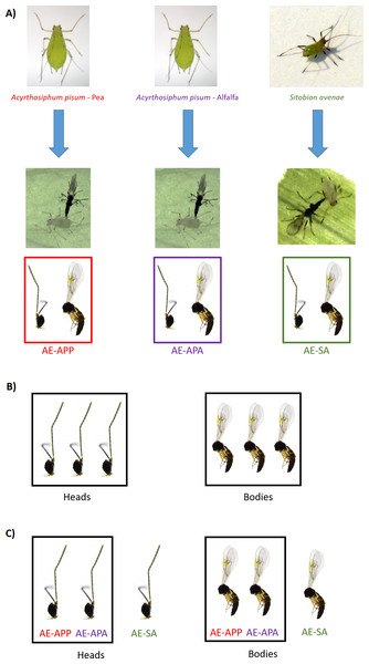 Sampling design for RNA sequencing and differential expression analysis in the aphid parasitoid wasp Aphidius ervi.