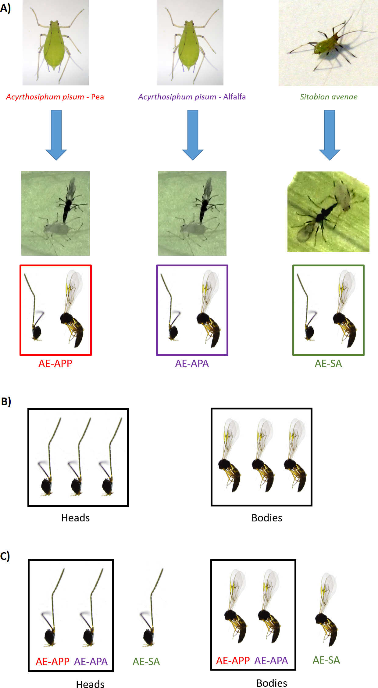 Expression differences in Aphidius ervi (Hymenoptera 