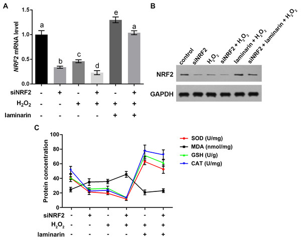 Nuclear factor erythroid 2 like 2 (NRF2) regulates oxidative damage in MRC-5 cells.