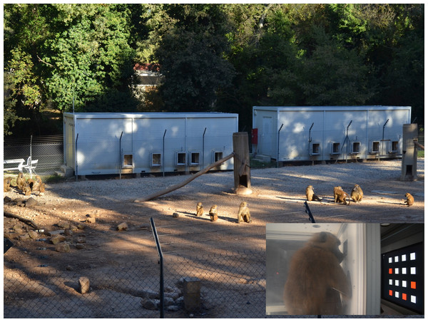 Guinea baboons with RFID chips to automate individual identification of responses in touchscreen booths at the CNRS Primate Center in Rousset-sur-Arc, France.