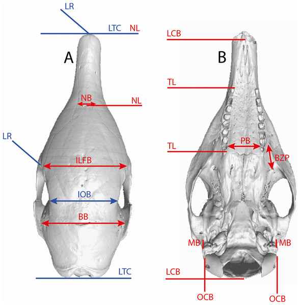 Illustration of the skull linear measurements.