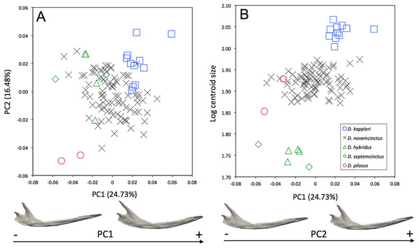 (A) Principal component analysis (PC1 vs PC2) and associated patterns of morphological transformation for the mandible of five Dasypus species. (B) Regression of the first principal component on the logarithm of the centroid size (R2 = 0.23; p < 0.001).