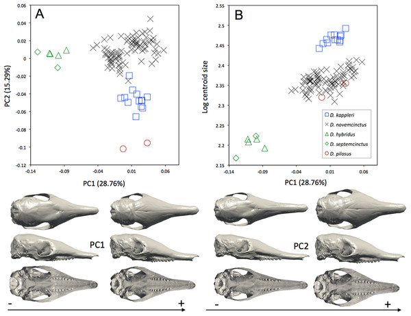 (A) Principal component analysis (PC1 vs PC2) and associated patterns of morphological transformation for crania of five Dasypus species. (B) Regression of the first principal component on the logarithm of the centroid size (R2 = 0.50; p < 0.001).