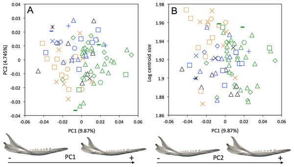 (A) Principal component analysis (PC1 vs PC2) and associated patterns of morphological transformation for mandibles of Dasypus novemcinctus. (B) Regression of the first principal component on the logarithm of the centroid size (R2 = 0.035; p = 0.03).