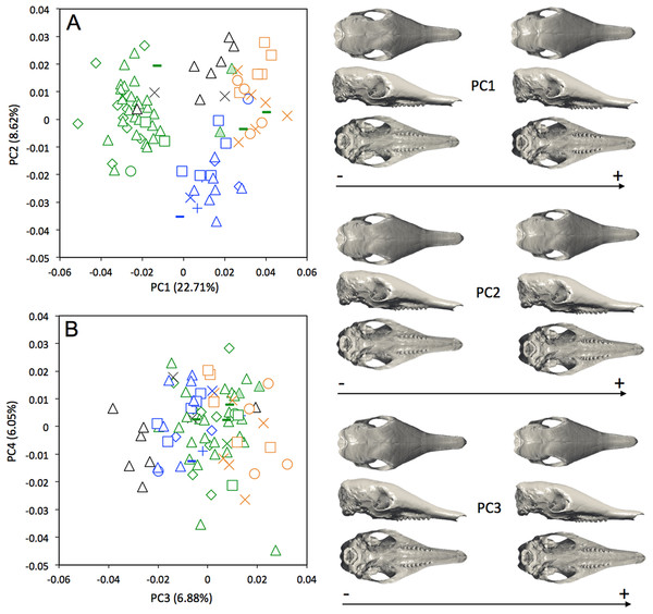 Principal component analysis (A, PC1 vs PC2; B, PC3 vs PC4) and associate patterns of morphological transformation for crania of Dasypus novemcinctus.