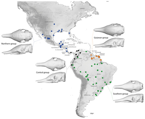 Summary map showing the geographical distribution of nine-banded armadillo specimens investigated in this study and their attribution to one of the four main morphotypes defined in this study: black, Central group; blue, Northern group; green, Southern group; orange, Guianan group.