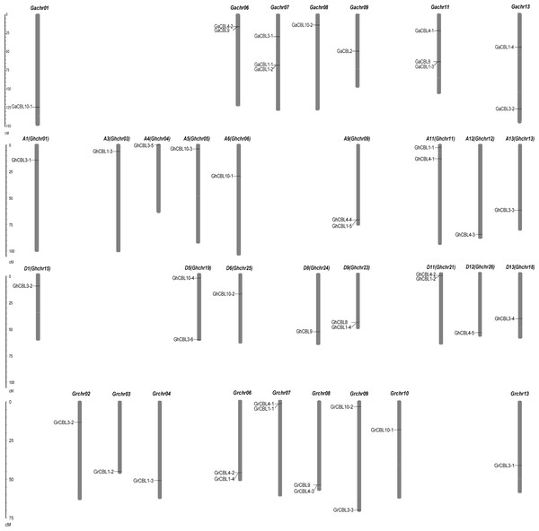 Distributions of the CBL family genes on chromosomes in Gossypium.