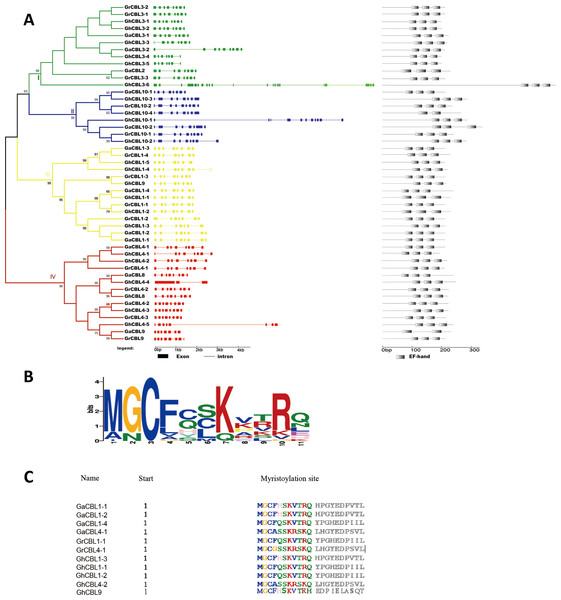 Analysis of phylogenetic relationship, gene architecture and conserved domains of CBLs in Gossypium.