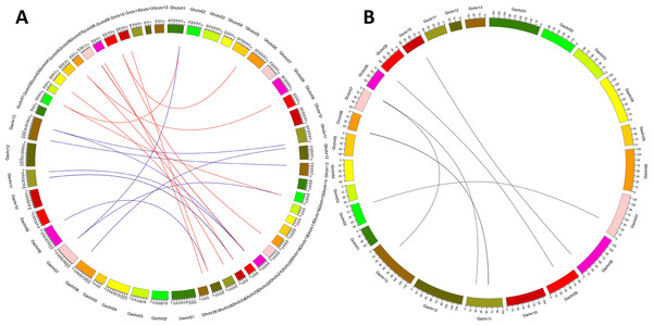 Genome-wide synteny analysis of Gossypium CBL genes.