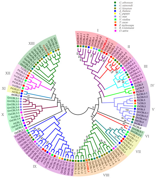 Phylogenetic tree of CBLs in Gossypium and other plant species.