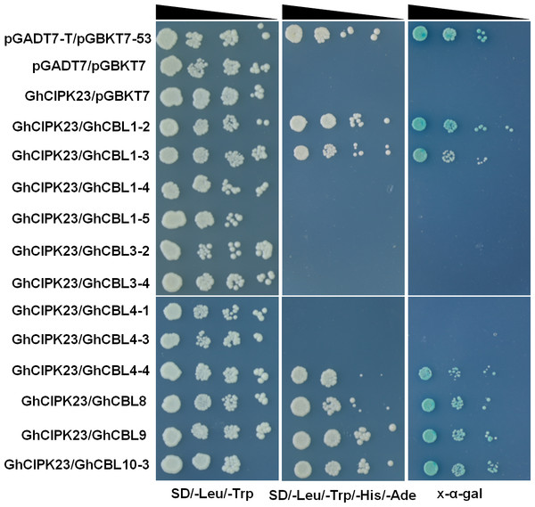Yeast two-hybrid analysis of interactions between GhCBLs and GhCIPK23.