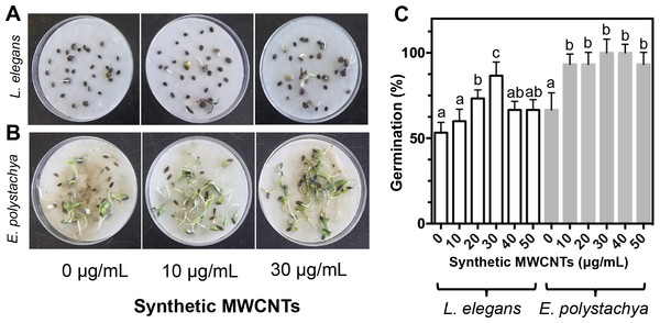 Effect of synthetic MWCNTs on the seed germination rate of Lupinus elegans and Eysenhardtia polystachya.