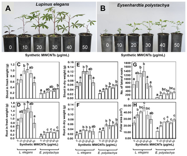 Effect of synthetic MWCNTs on the plant growth rate of Lupinus elegans and Eysenhardtia polystachya.