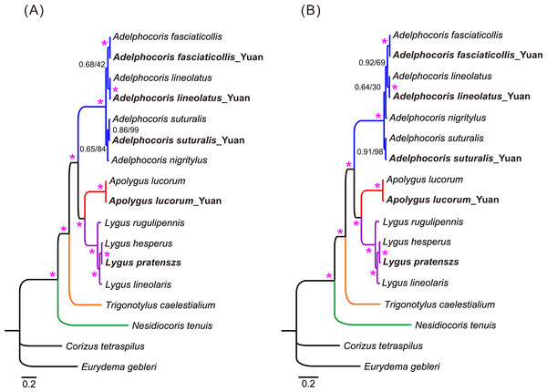 The mitochondrial phylogeny of eleven mirid bugs based on the two combined datasets: (A) P123 and (B) P123RT.