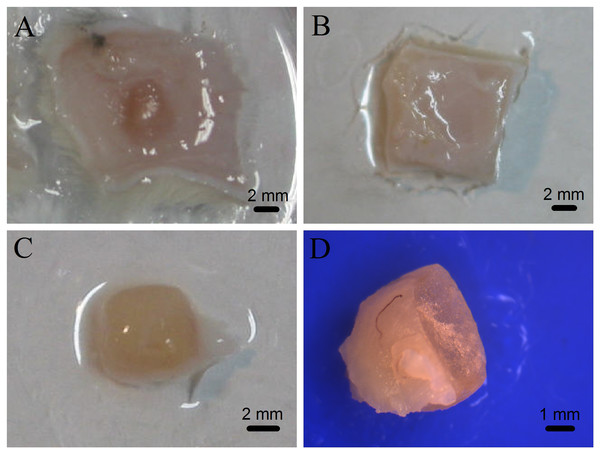 Photographs of gelatin sponges implanted subcutaneously in rats.